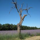 Lavendel- einsamer Baum