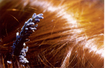 lavendel en haar