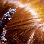 lavendel en haar