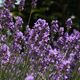 Lavendel-Erinnerung