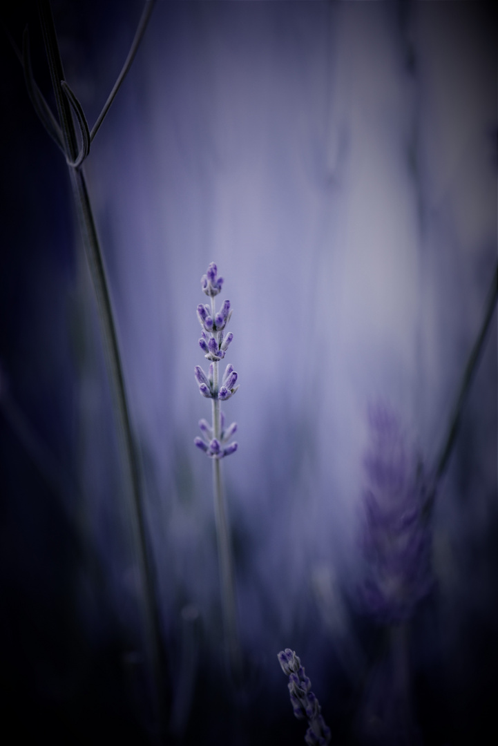 Lavendel Erleuchtung