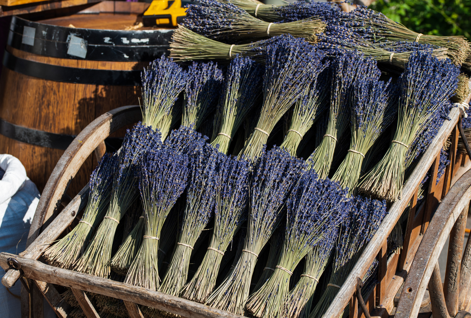 Lavendel Ernte