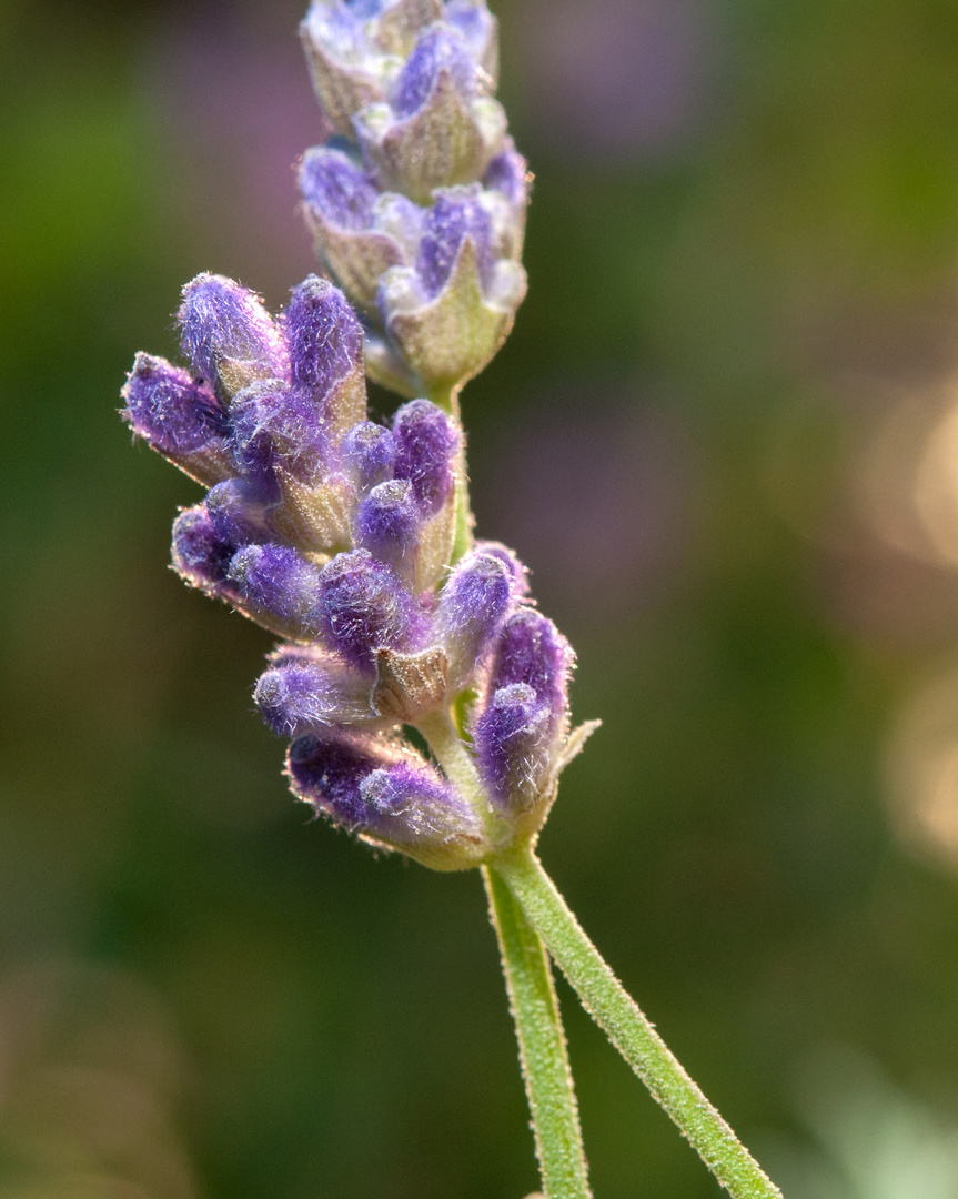 Lavendel