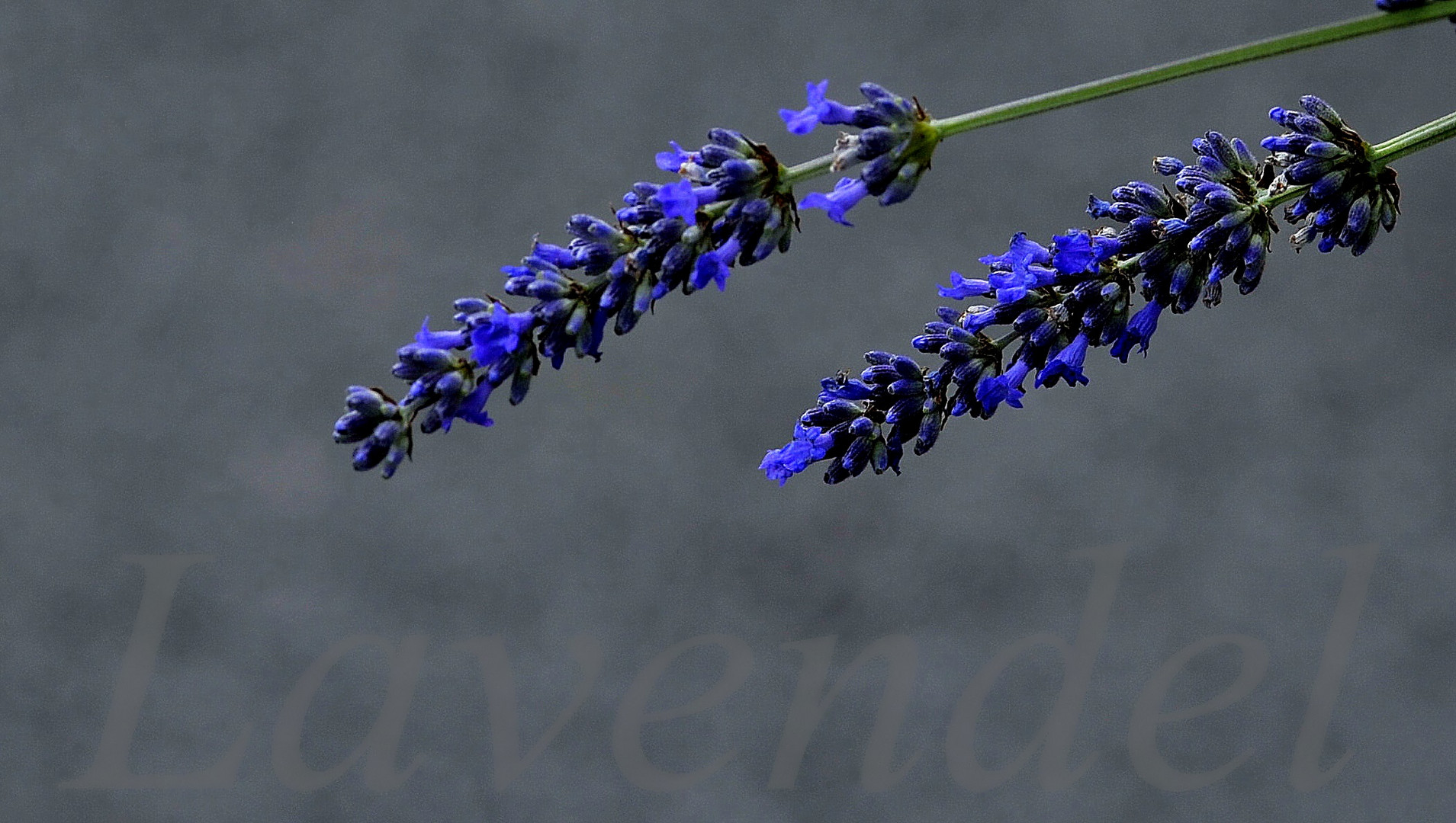 Lavendel