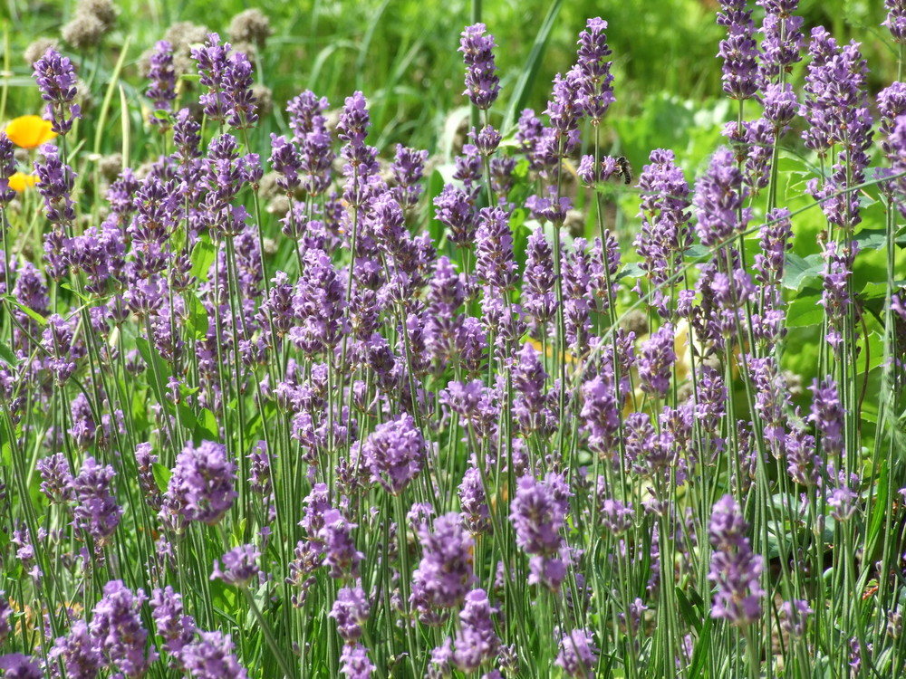 Lavendel