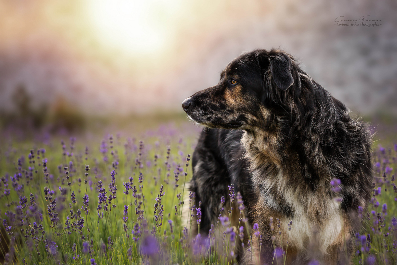 Lavendel Foto & Bild haustiere, Bilder auf fotocommunity