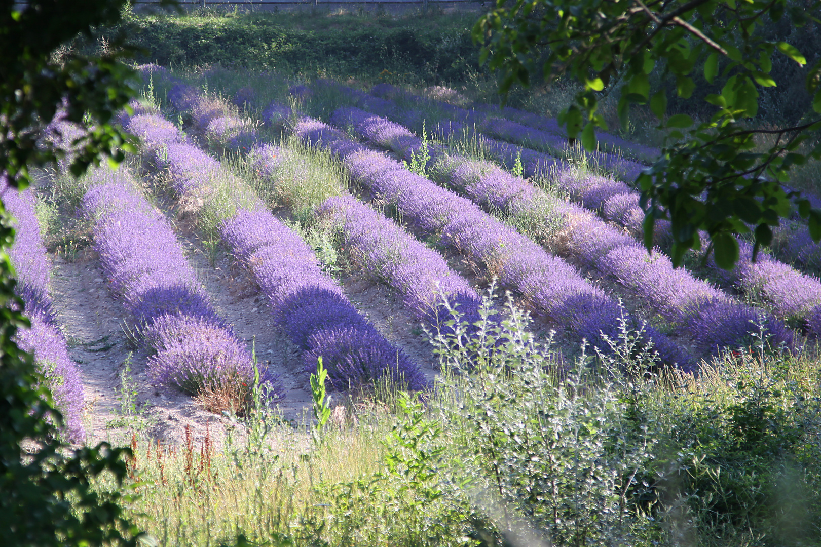 Lavendel