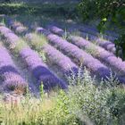 Lavendel