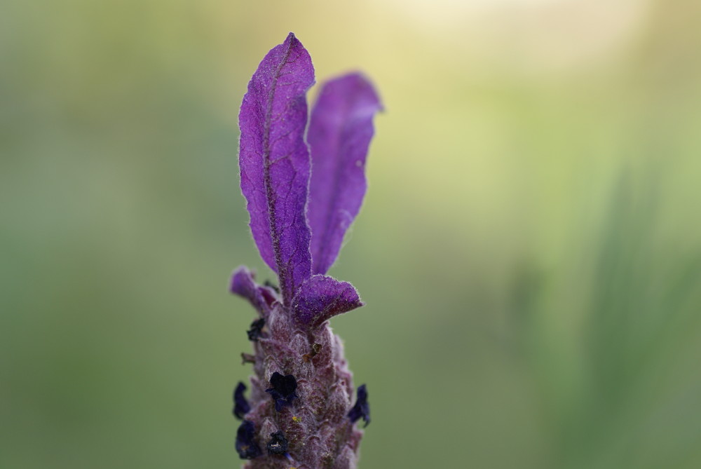 Lavendel von Hanne W.