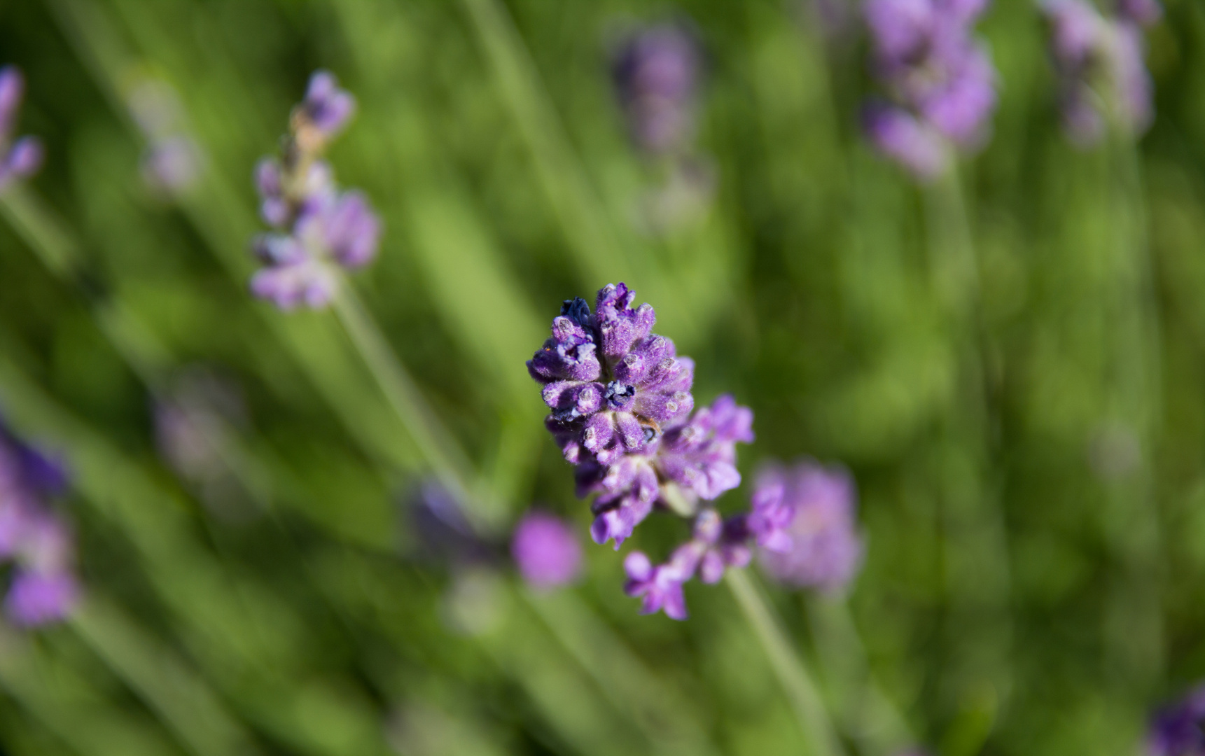 Lavendel