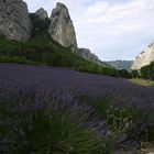 Lavendel