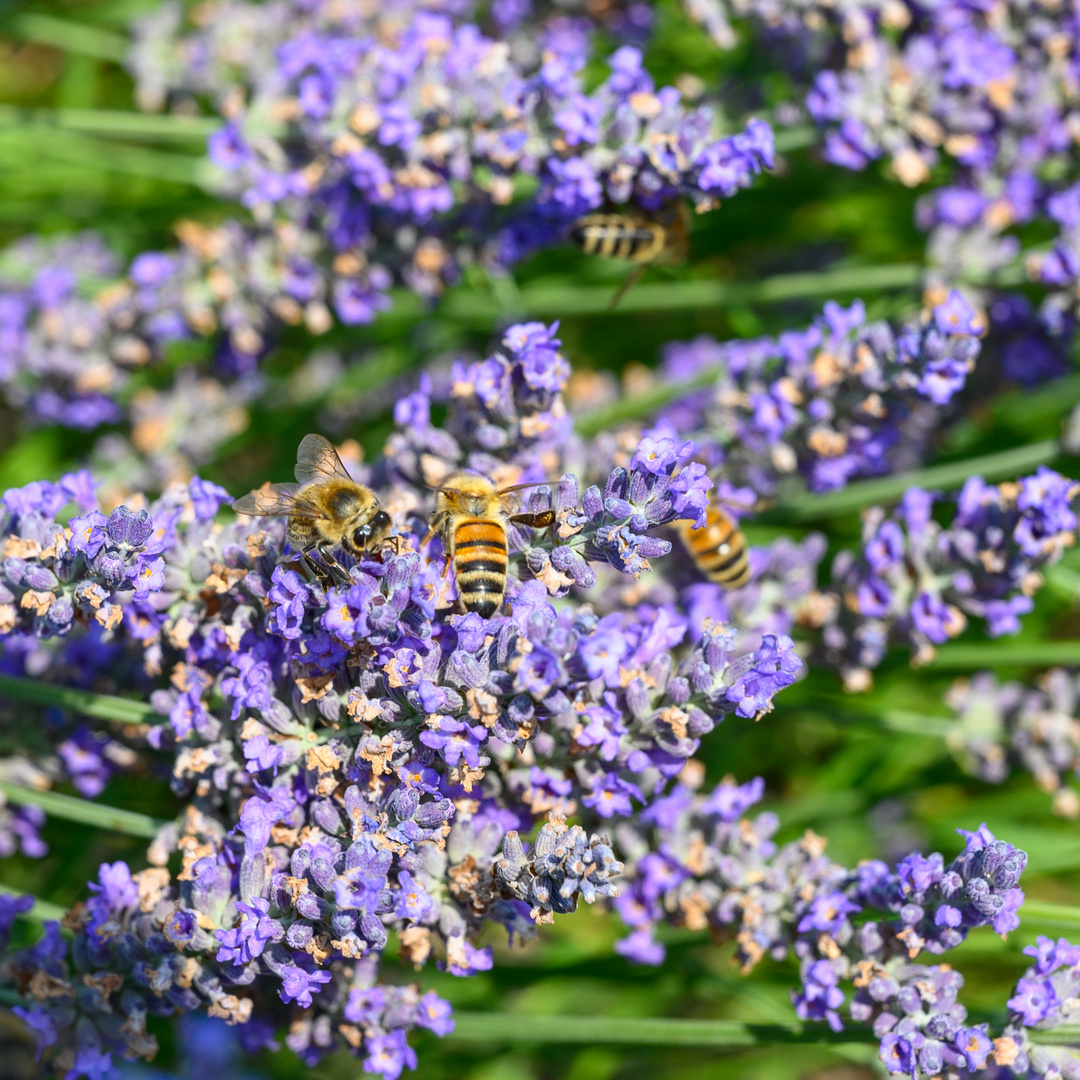 Lavendel