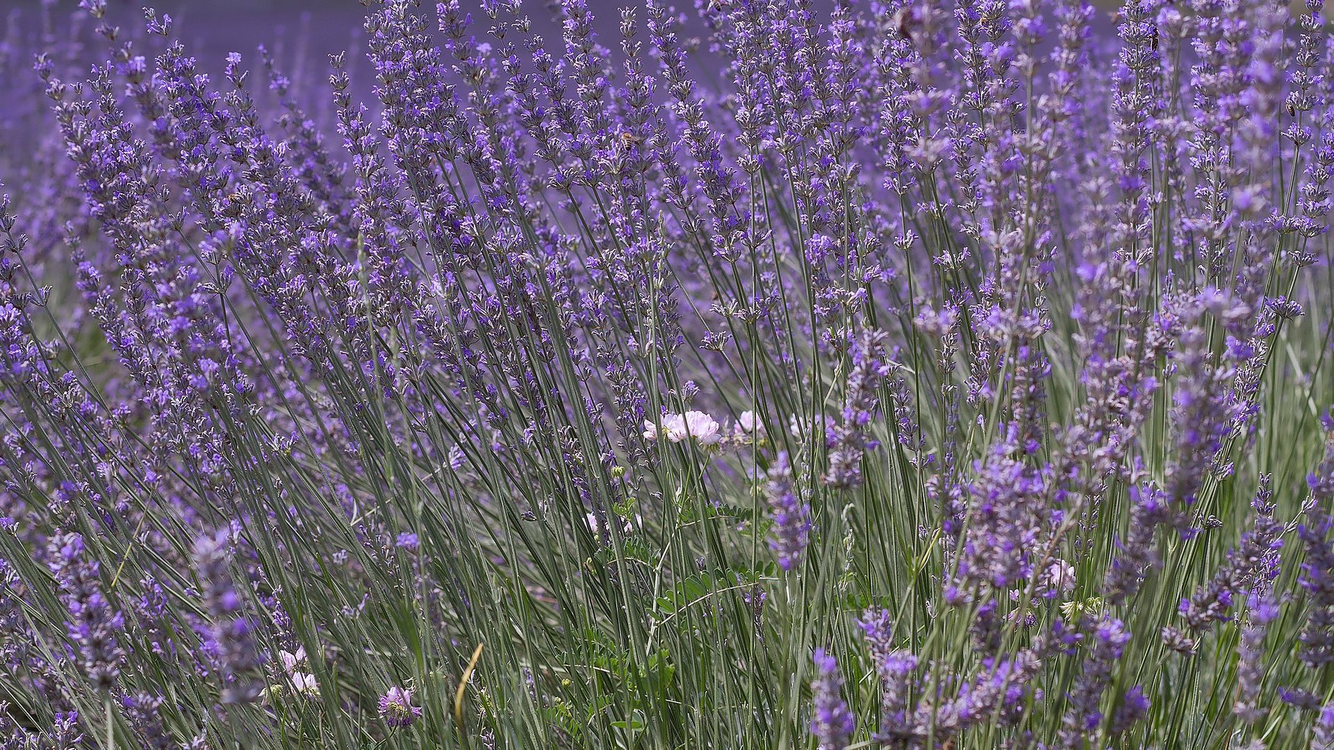 ... lavendel 