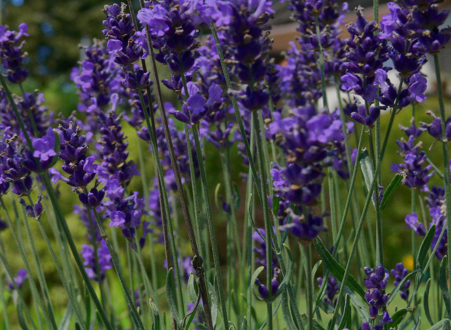 Lavendel