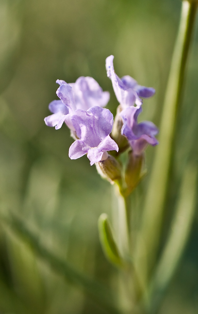 Lavendel