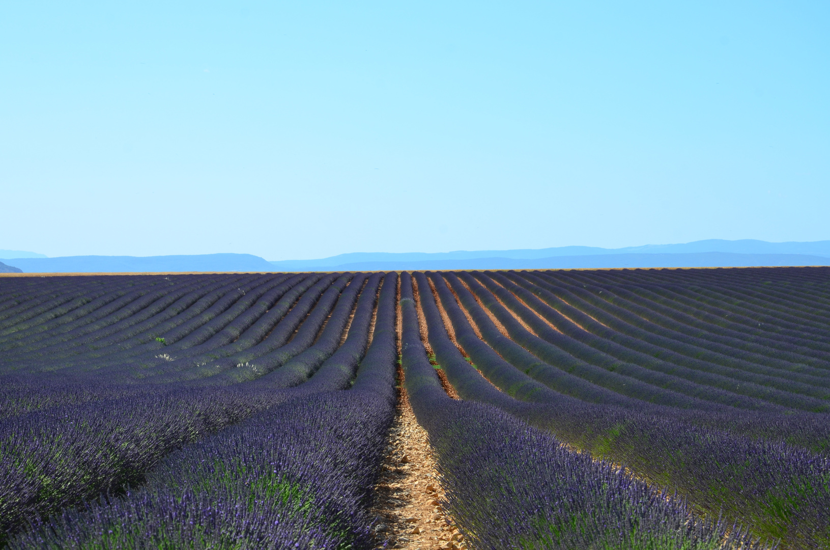 lavendel