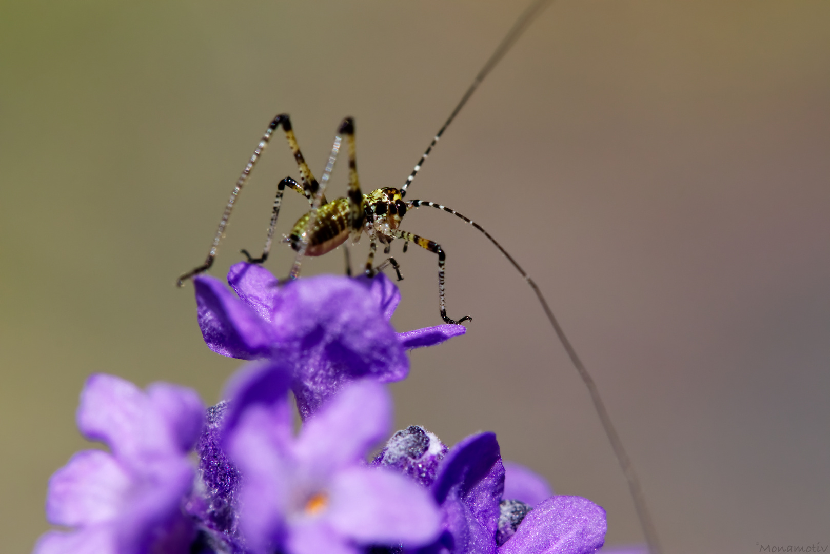 Lavendel 