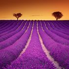 Lavendel