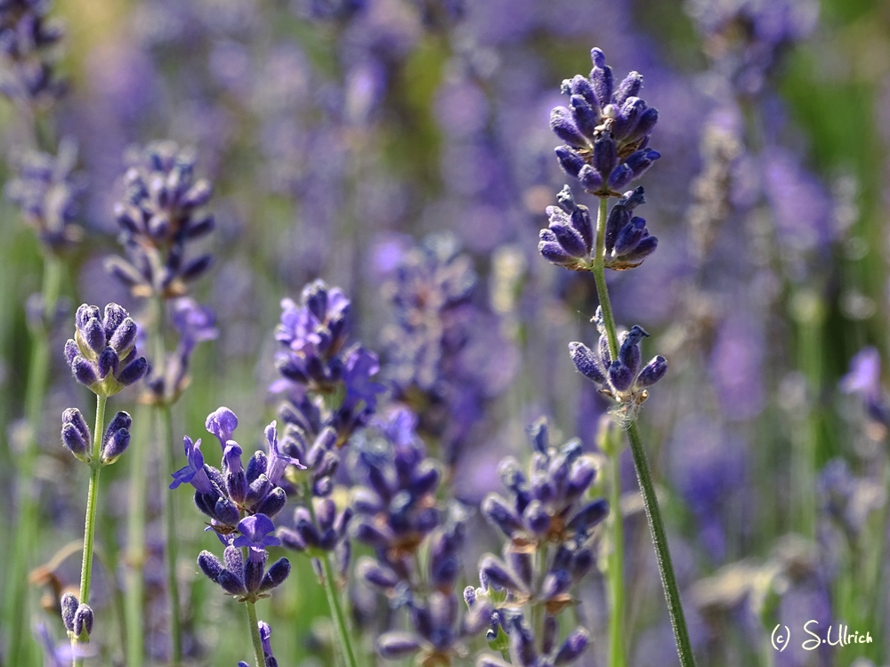 Lavendel