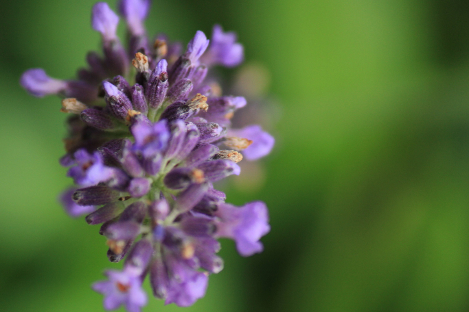 Lavendel