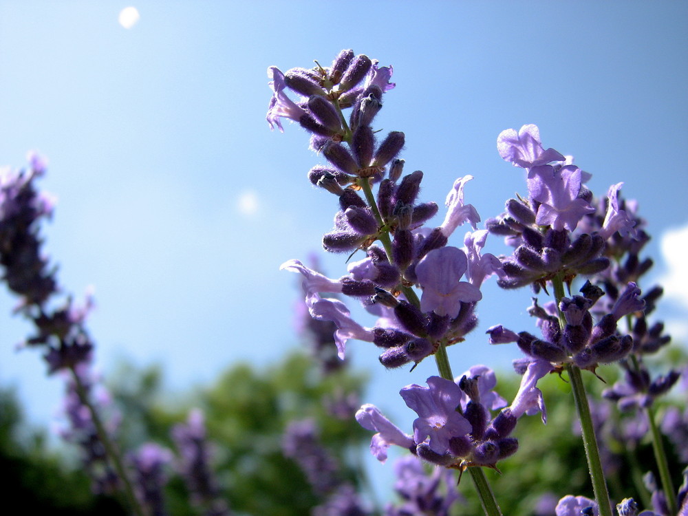 Lavendel