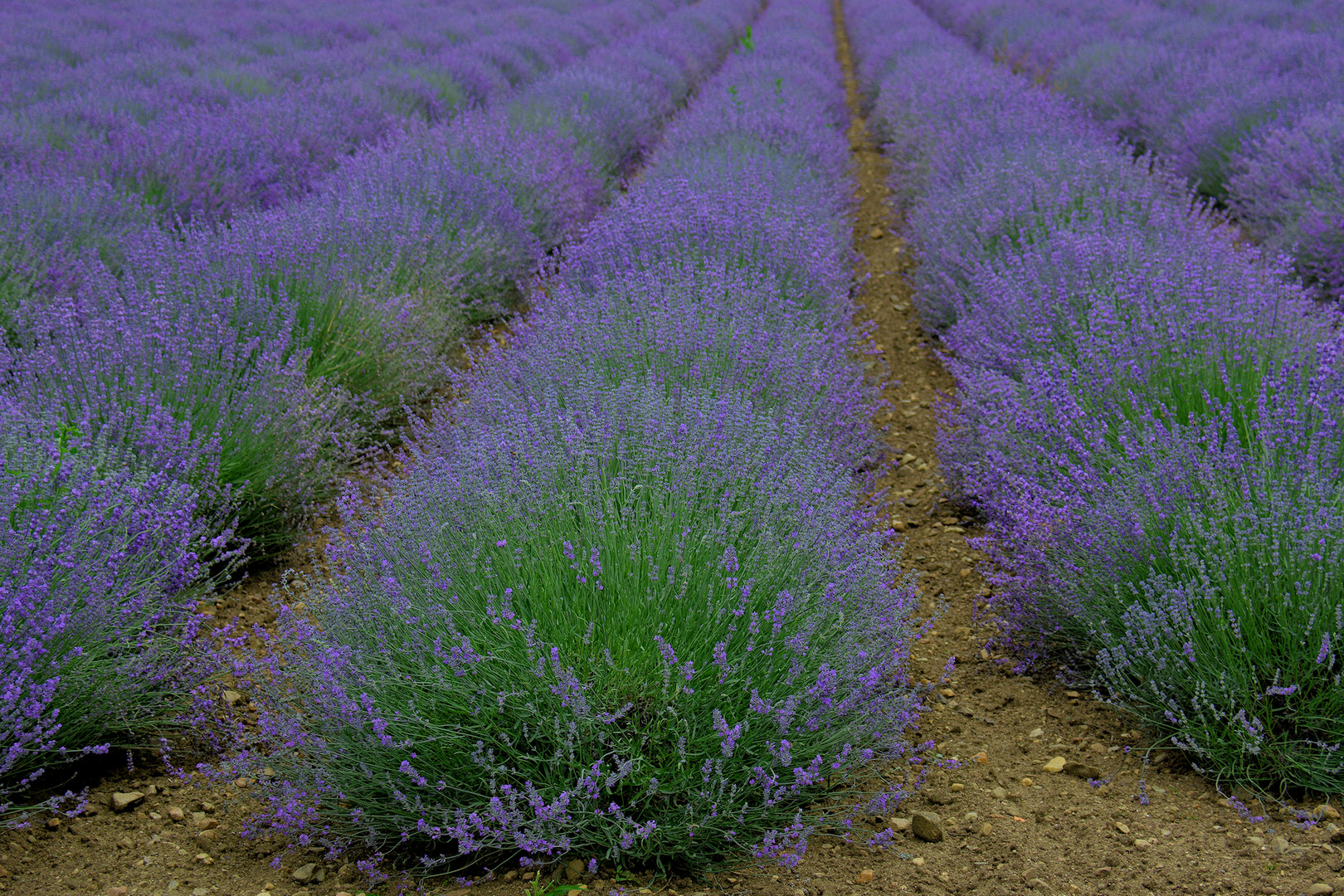 Lavendel