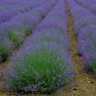 Lavendel