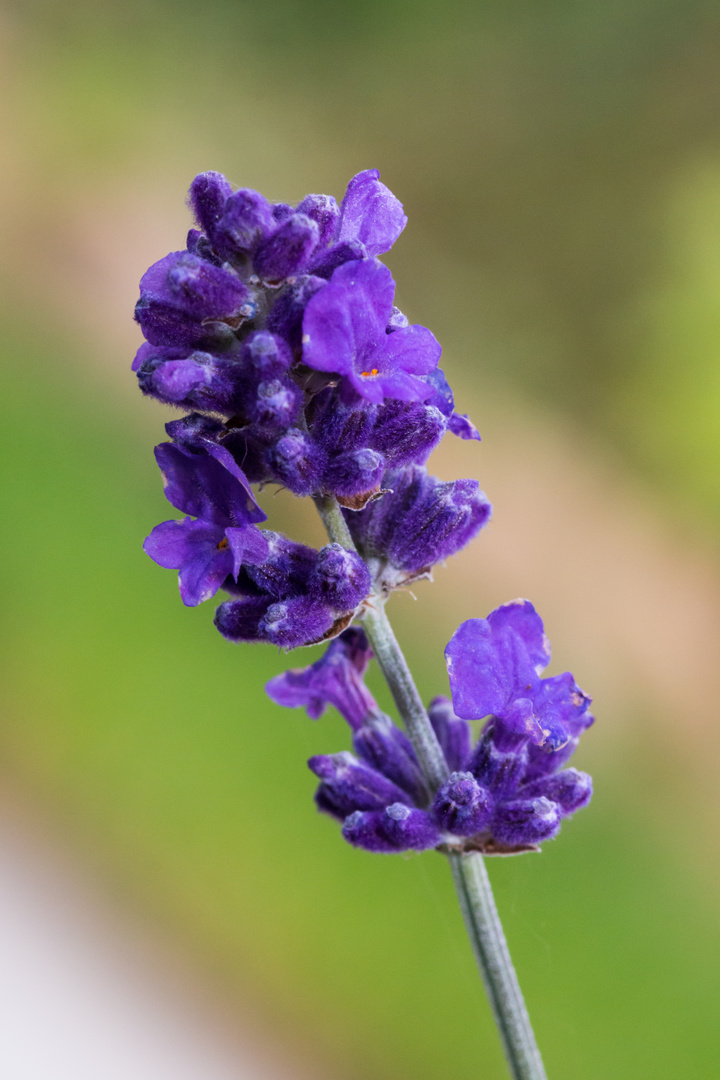 Lavendel