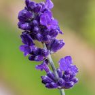 Lavendel