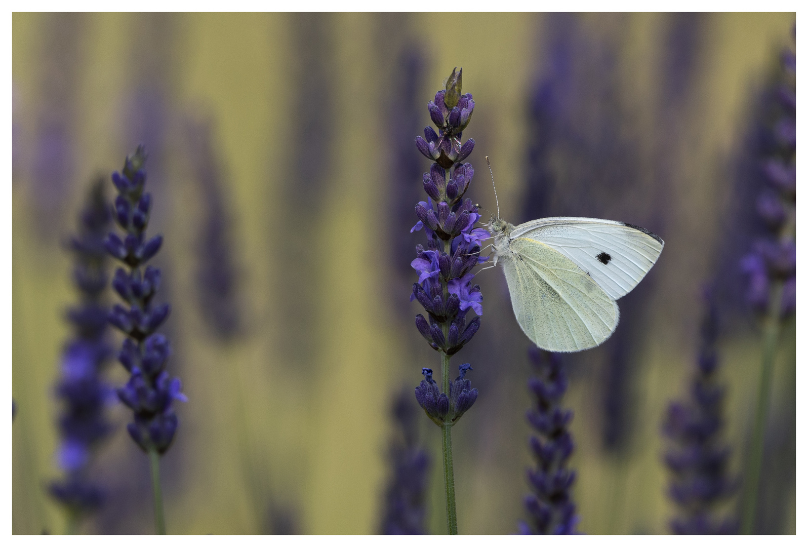 Lavendel- Falter