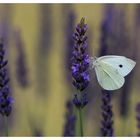 Lavendel- Falter