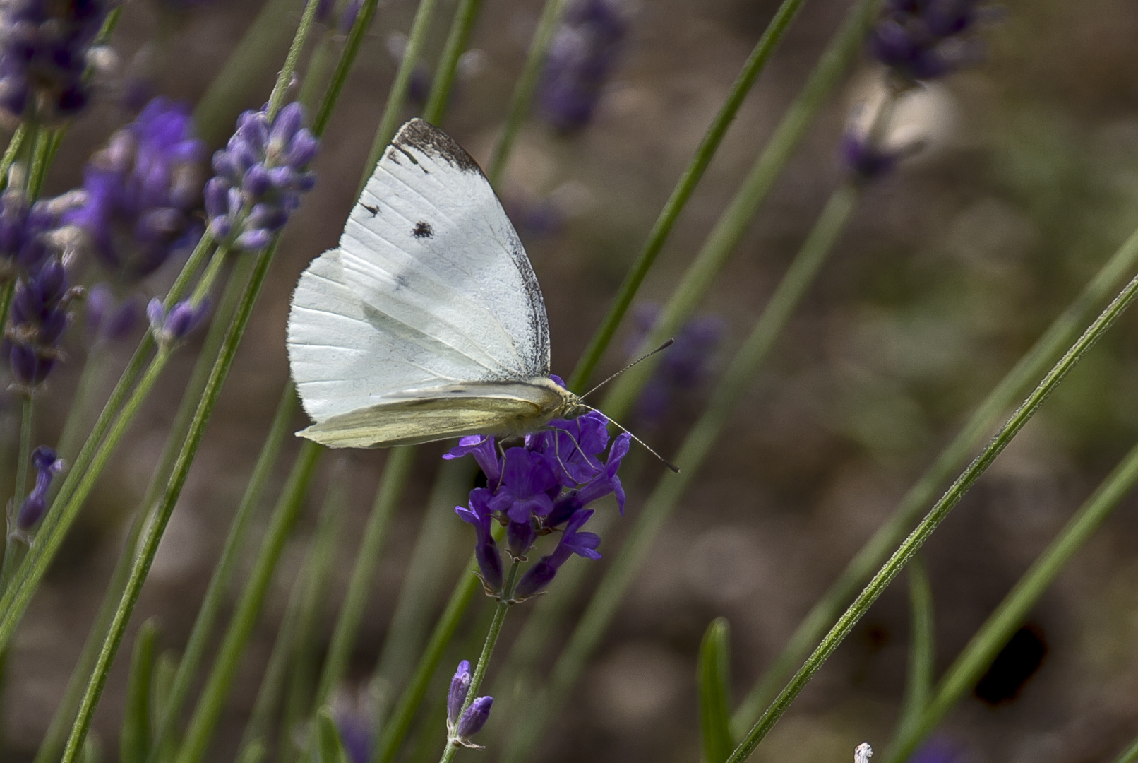 Lavendel - Falter