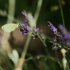 Lavendel. Falter