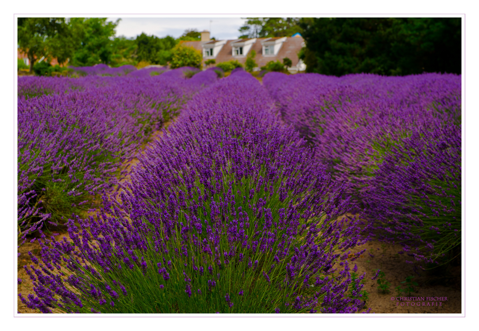 Lavendel Farm Jersey