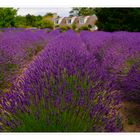 Lavendel Farm Jersey