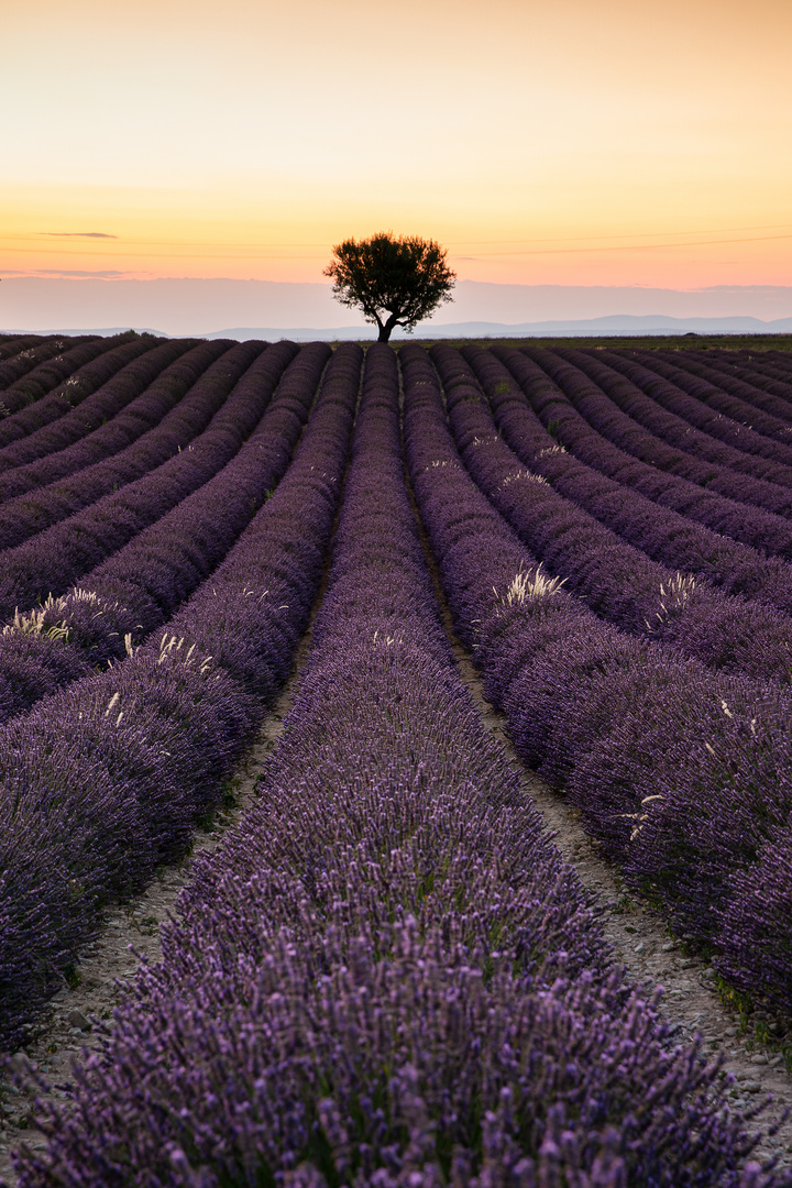 Lavendel