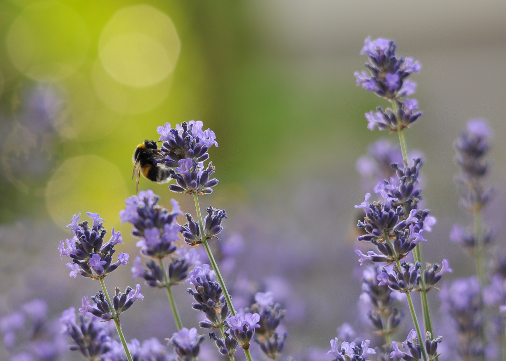 Lavendel