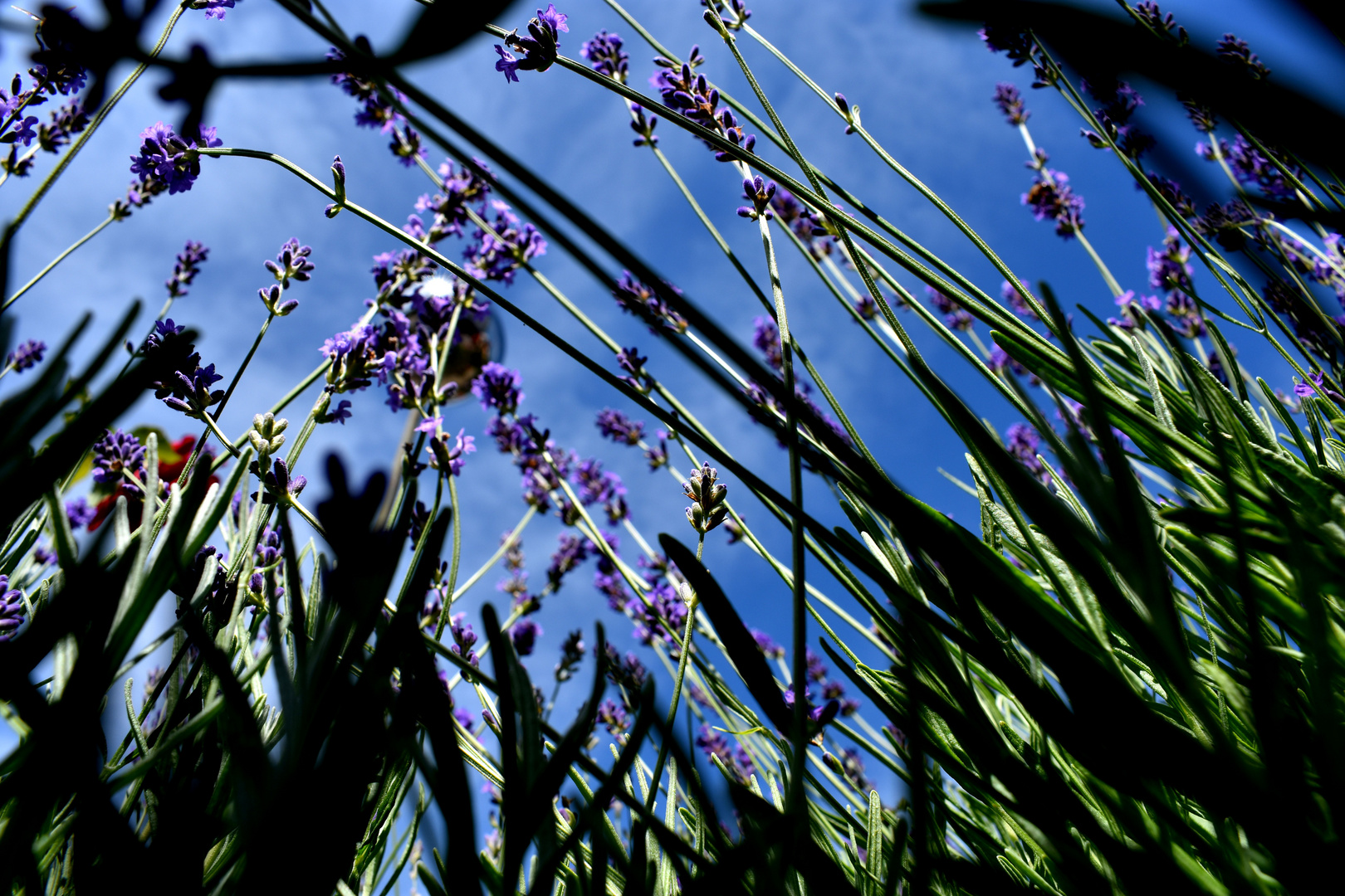 Lavendel