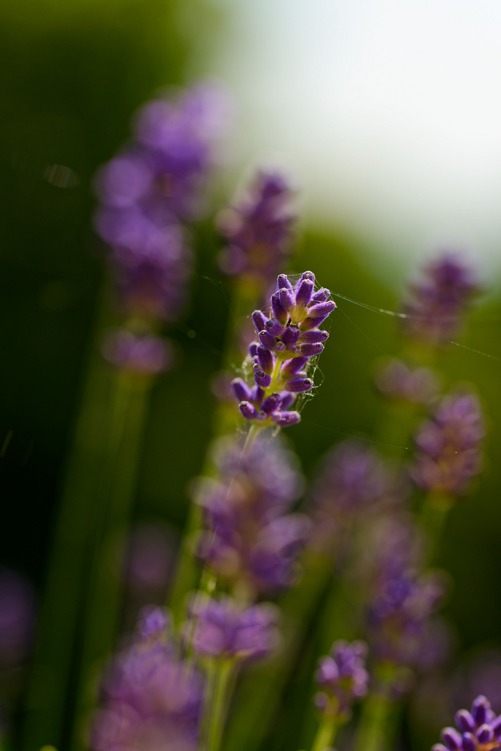 Lavendel