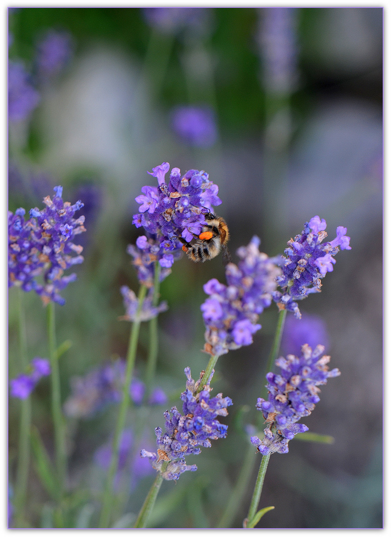 Lavendel