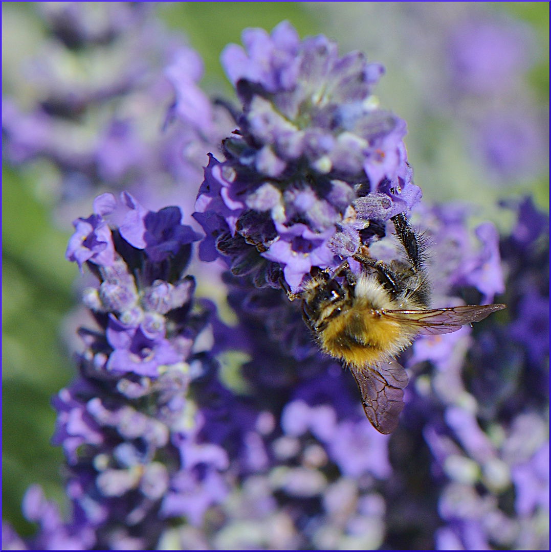 LAVENDEL