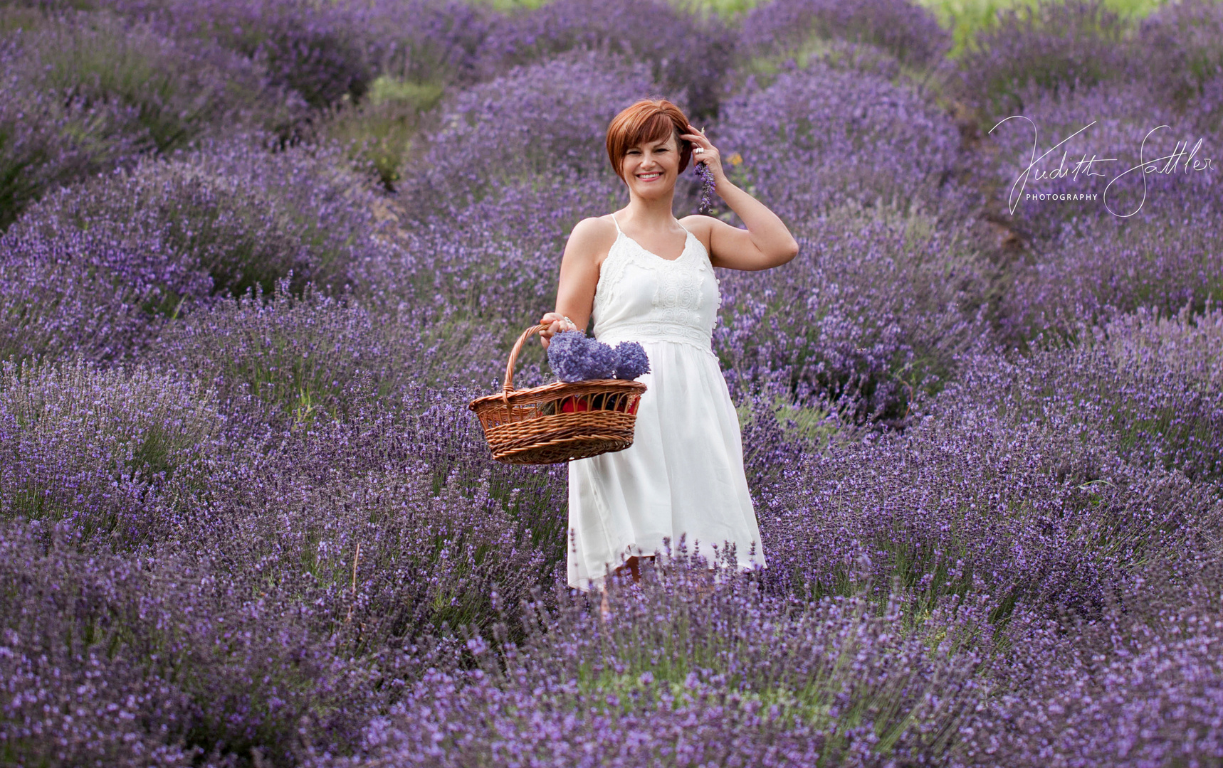 Lavendel Feld