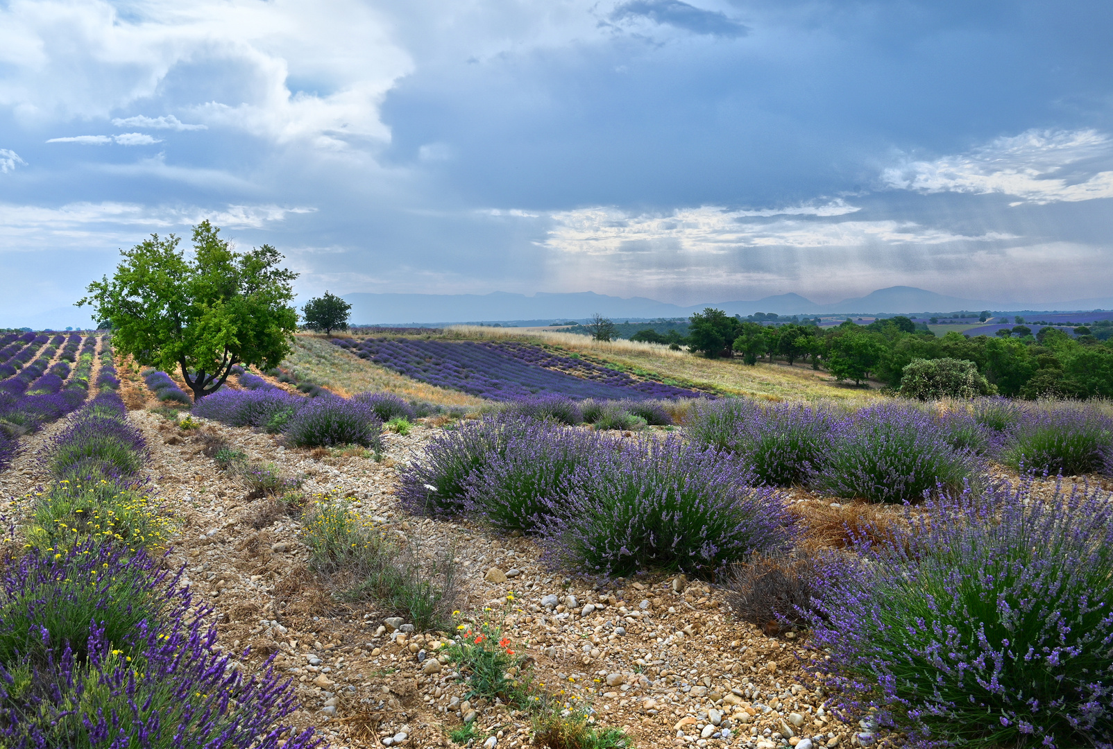 Lavendel Feld 