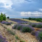 Lavendel Feld 