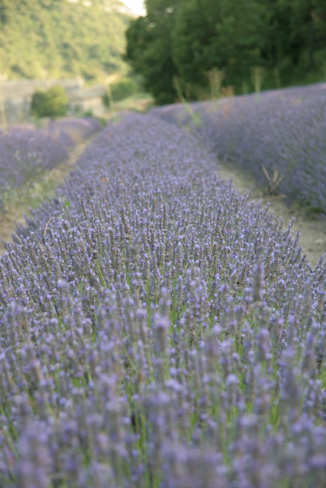 Lavendel Feld, Gordes
