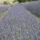 Lavendel Feld, Gordes