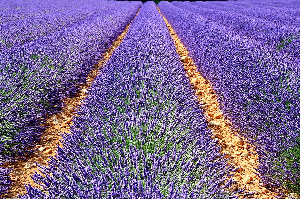 Lavendel Feld in der Provence