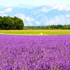 Lavendel Feld mit Blick auf ein Gebirge