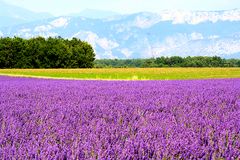 Lavendel Feld mit Blick auf ein Gebirge