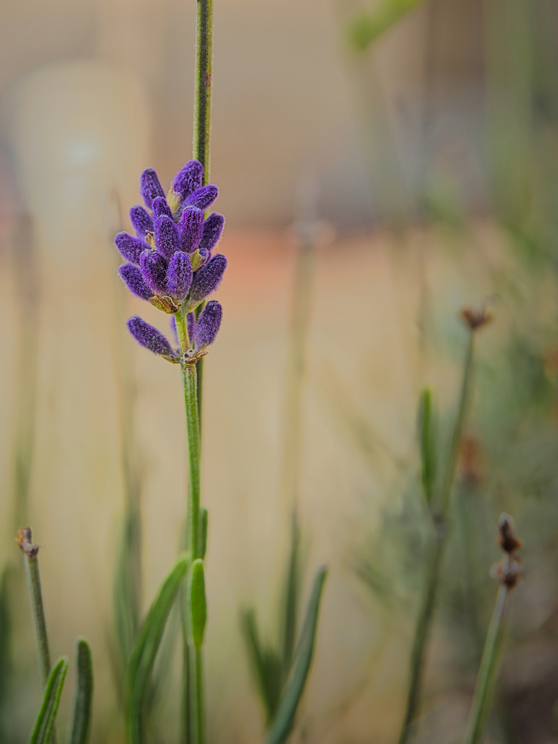 Lavendel: Fotowalk Zwickyareal